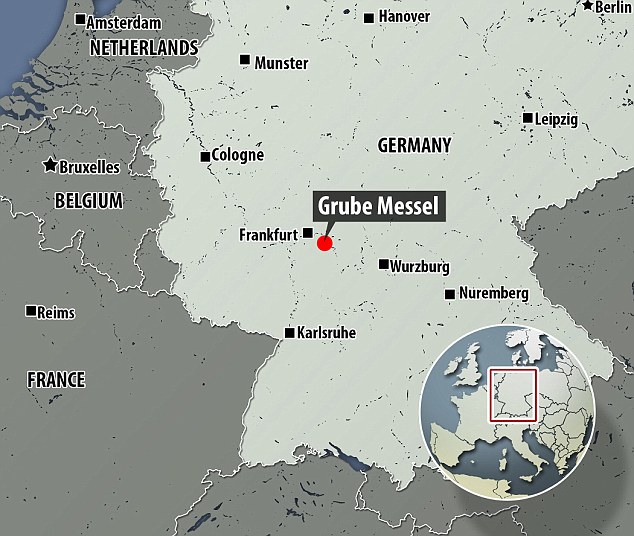 The fossil was preserved in the oil shales at Grube Messel in Darmstadt, close to Frankfurt in Germany